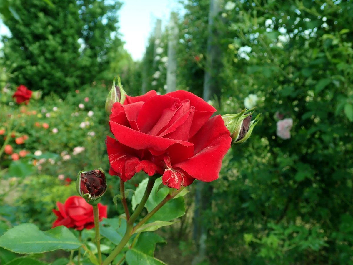 Роза плетистая Симпати - фото 11