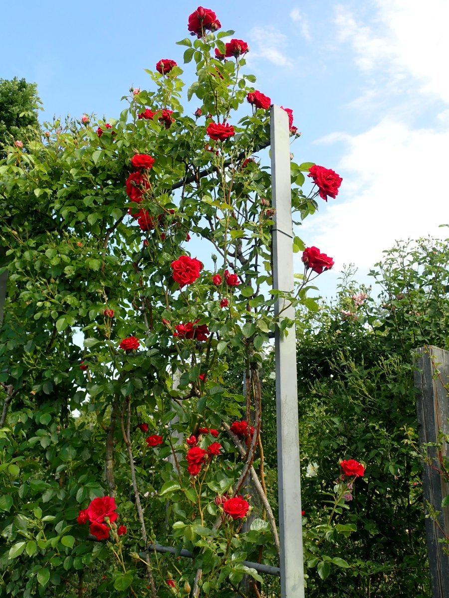 Роза плетистая Симпати - фото 6