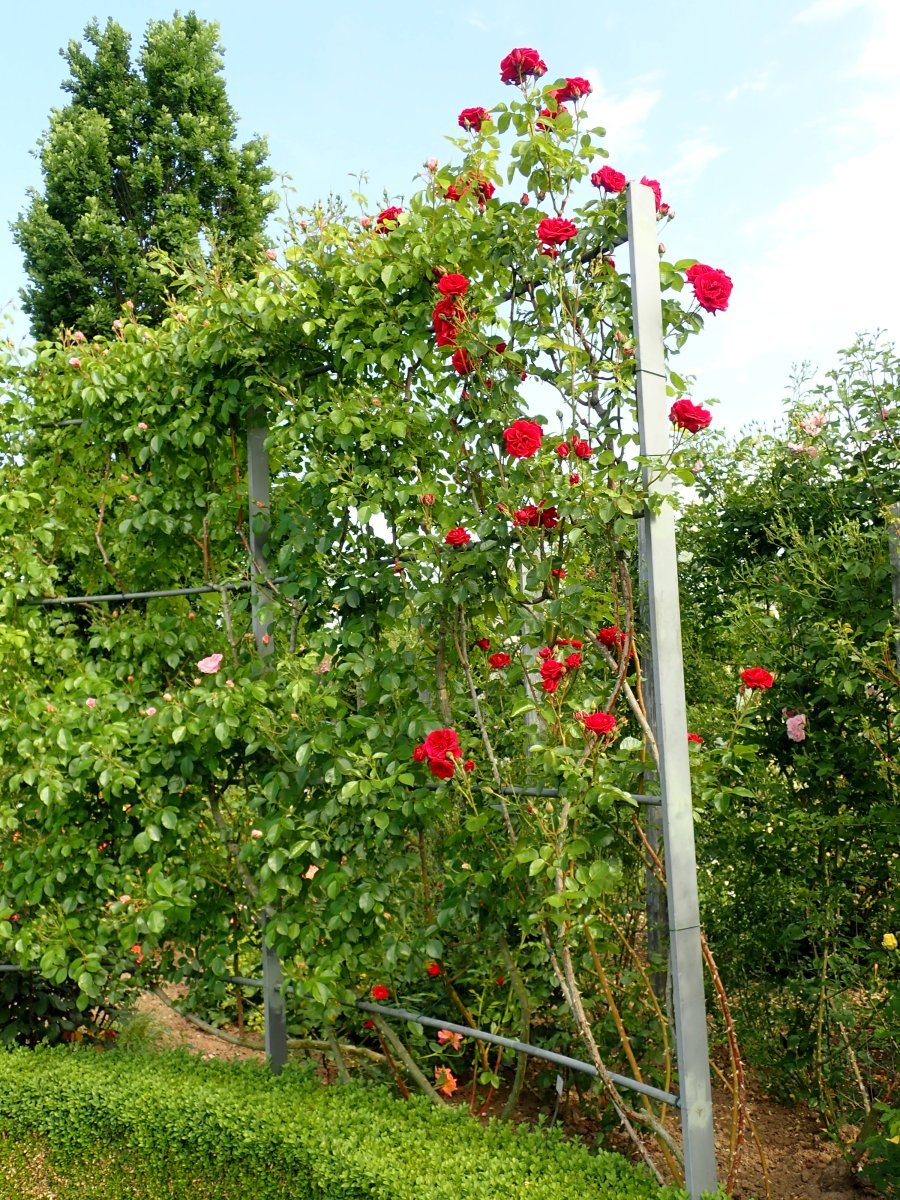 Роза плетистая Симпати - фото 5