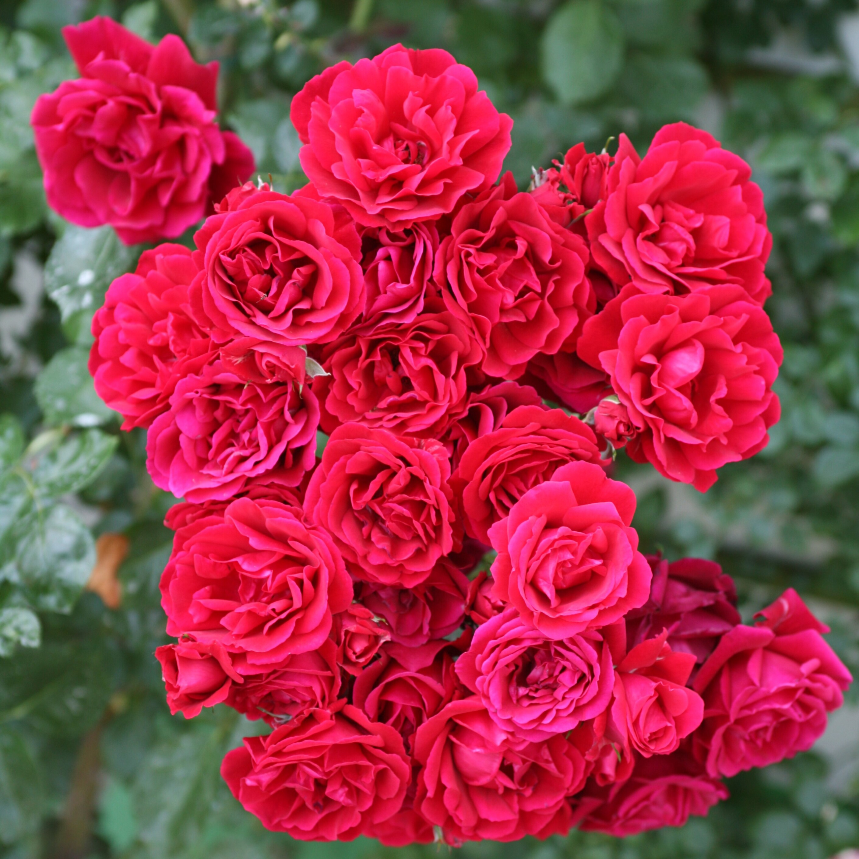 Роза плетистая Симпати