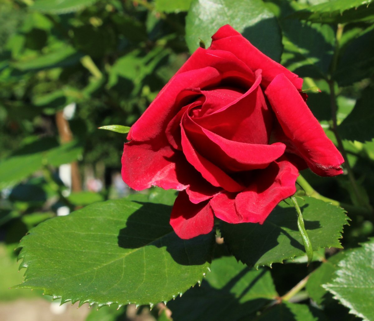 Роза плетистая Симпати - фото 3