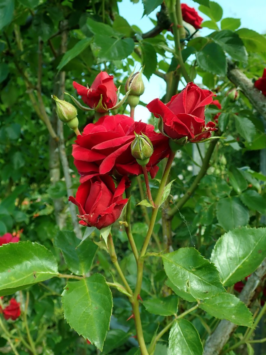 Роза плетистая Симпати - фото 8