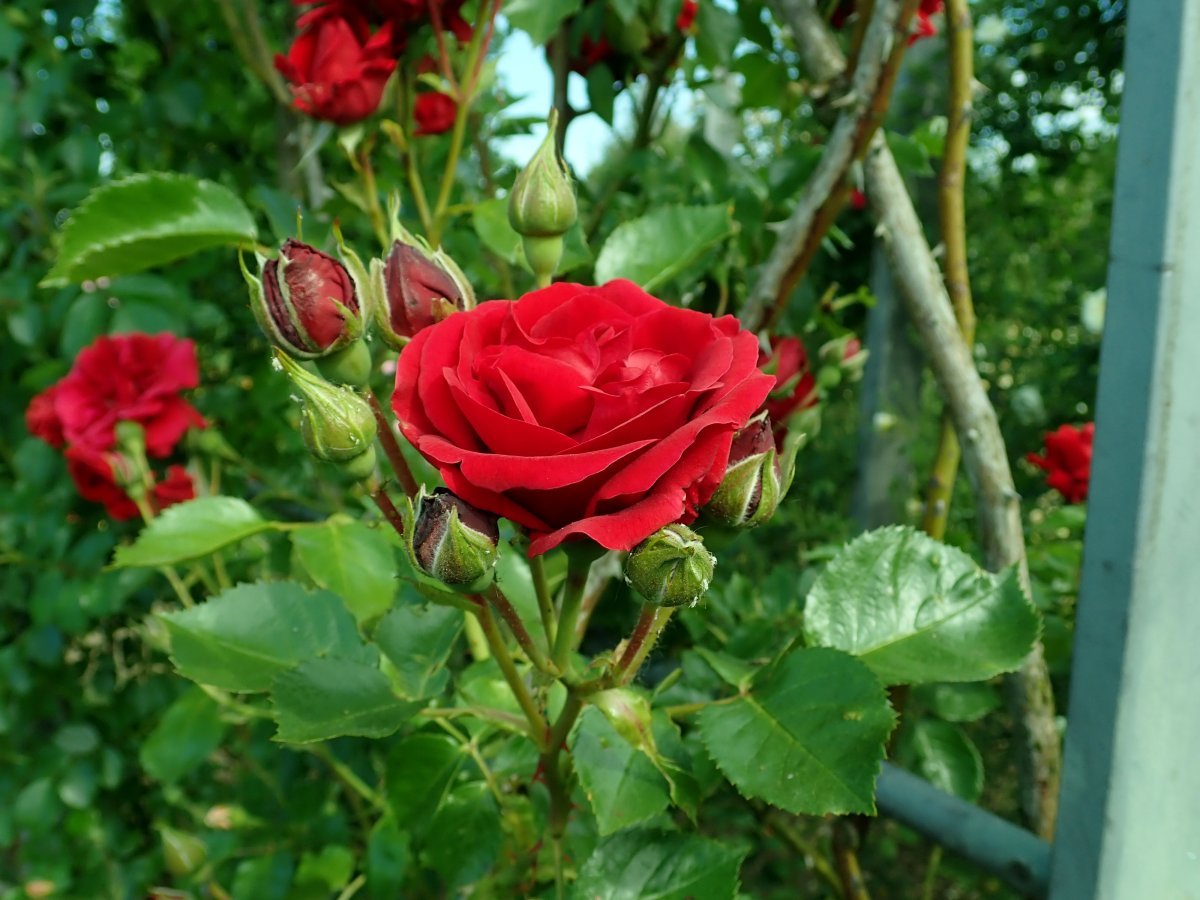 Роза плетистая Симпати - фото 9