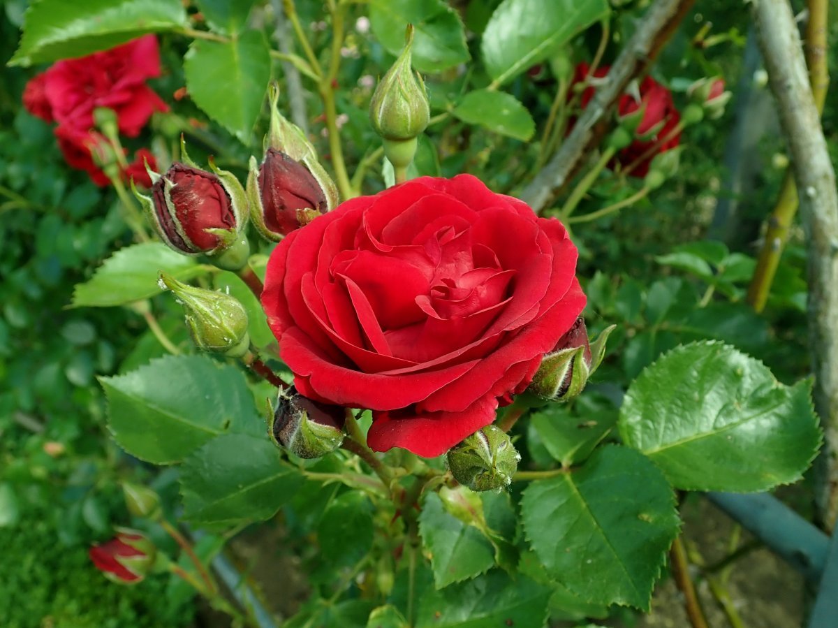 Роза плетистая Симпати - фото 10