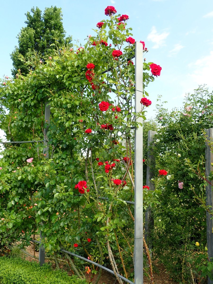 Роза плетистая Симпати - фото 4