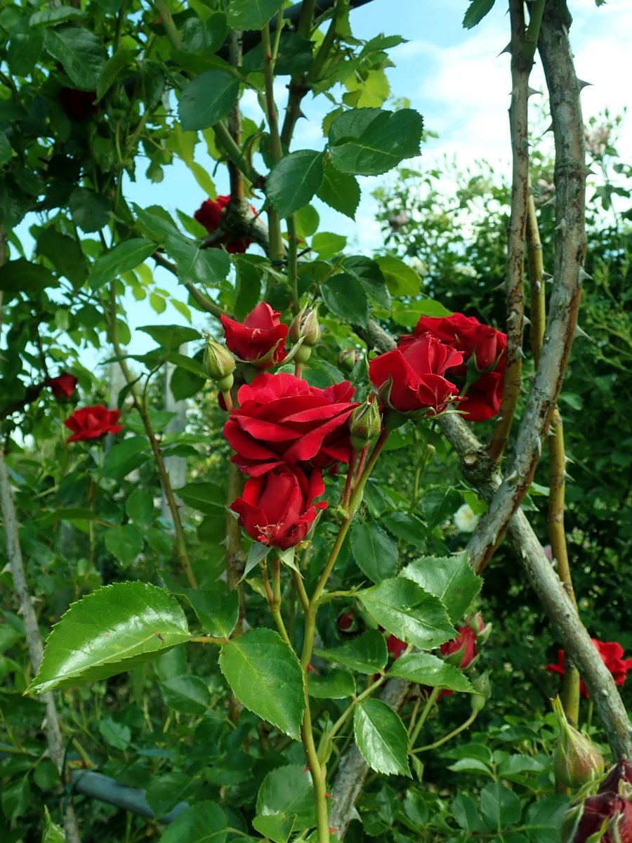 Роза плетистая Симпати - фото 7