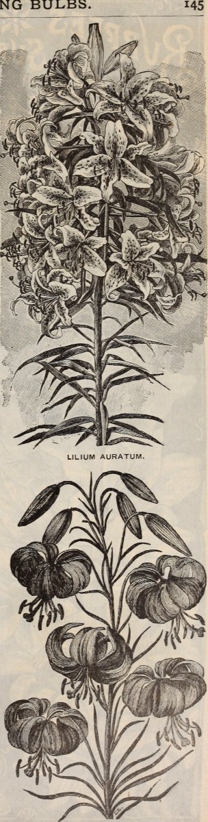 Лилия Чоколэйт Кэнери тигровая