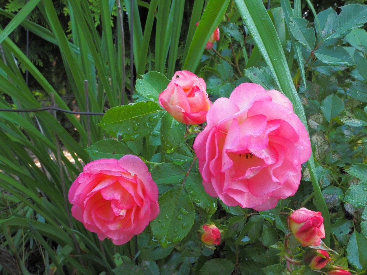 Роза плетистая Уайт Санрайз - фото 5