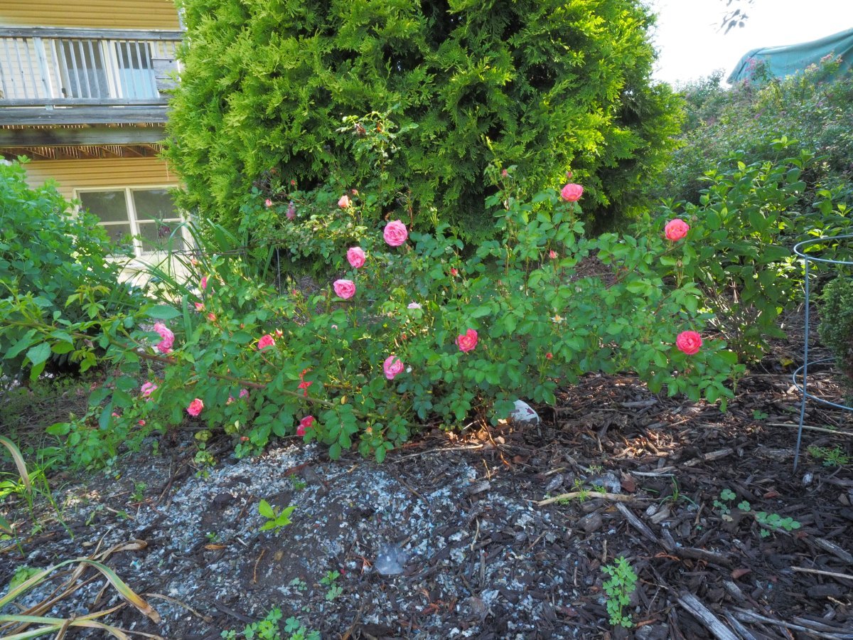 Роза плетистая Уайт Санрайз - фото 3