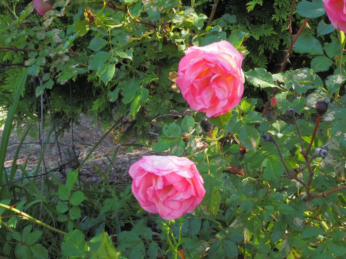 Роза плетистая Уайт Санрайз - фото 4