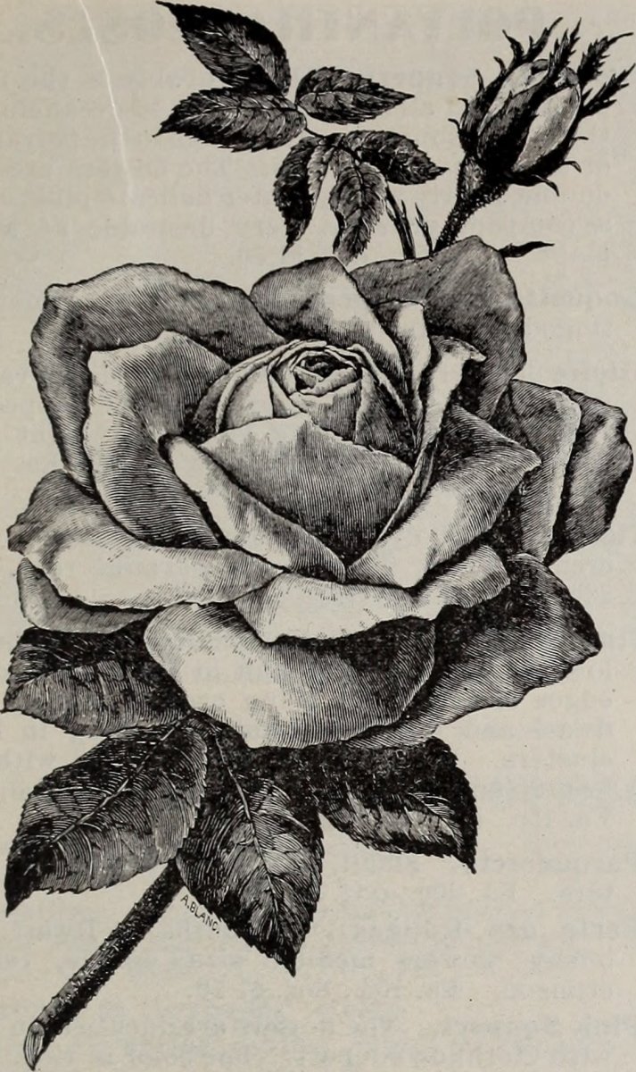 Роза плетистая Уайт Санрайз - фото 2