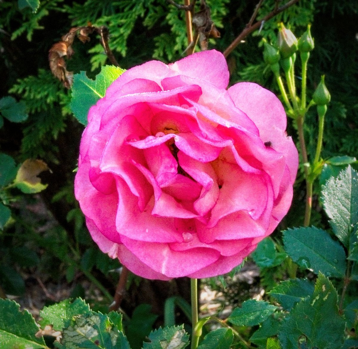 Роза плетистая Уайт Санрайз - фото 6