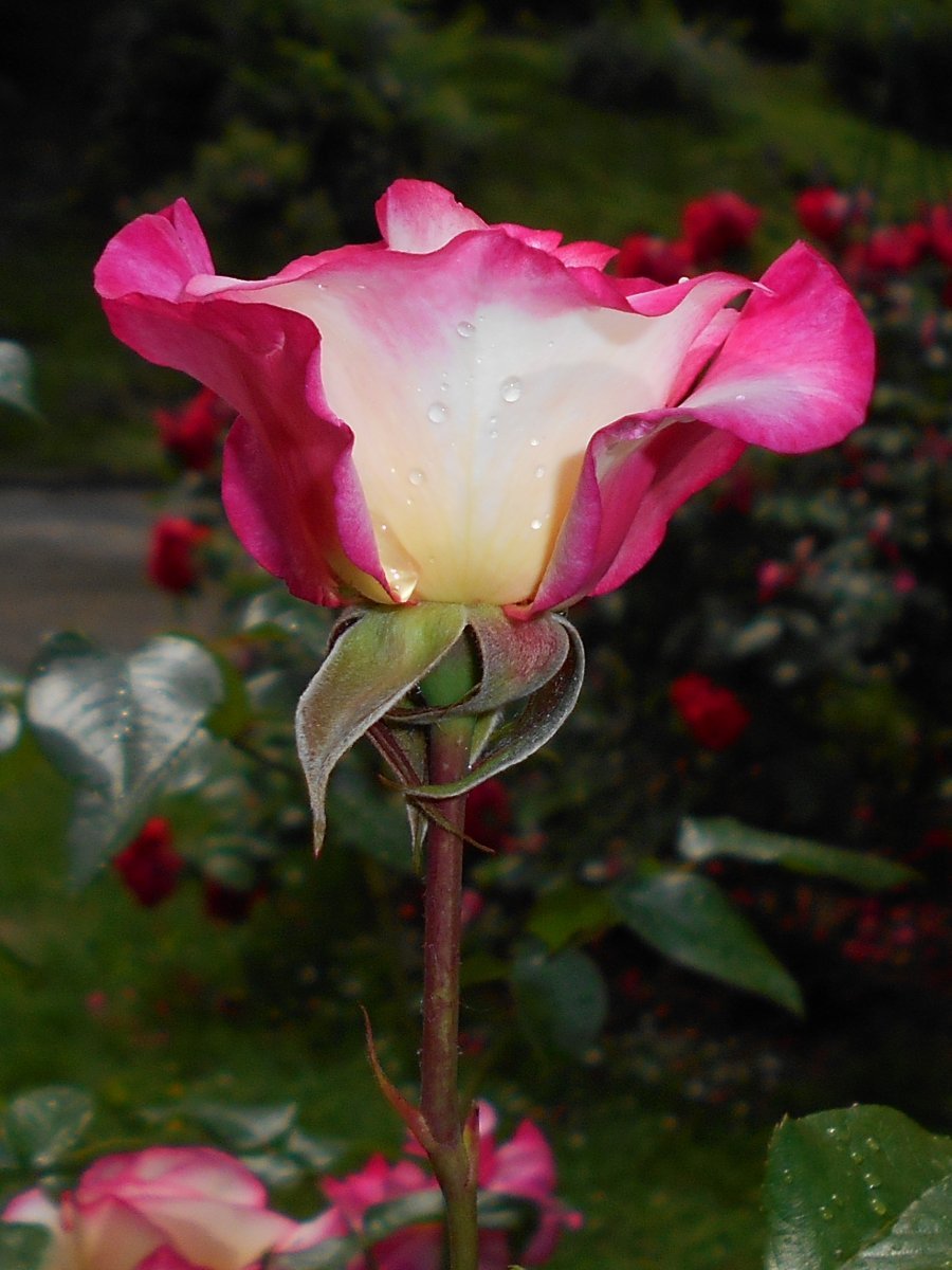 Роза плетистая Хэндел - фото 3