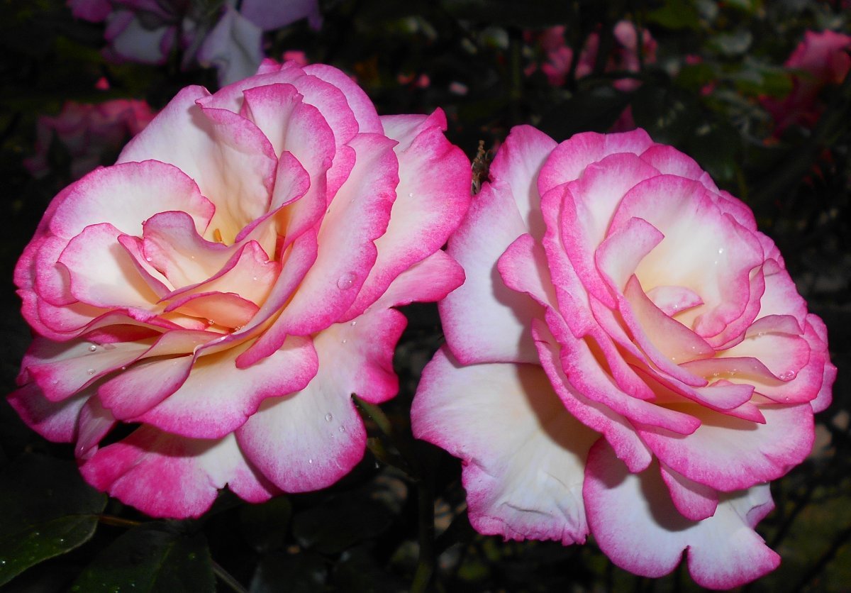 Роза плетистая Хэндел - фото 4