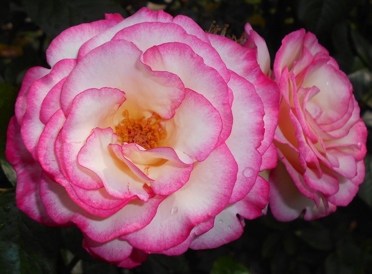 Роза плетистая Хэндел - фото 6