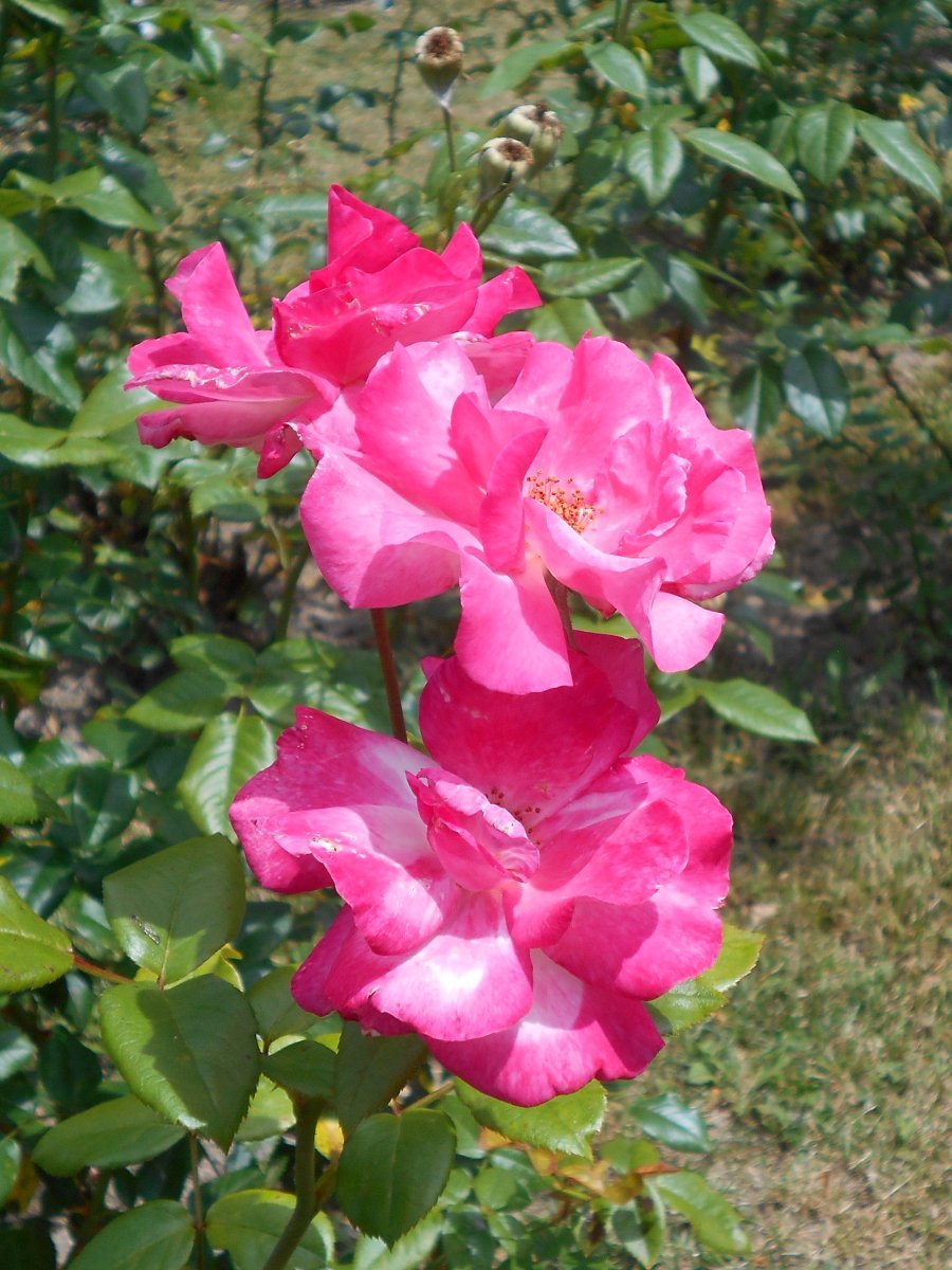 Роза плетистая Хэндел - фото 8