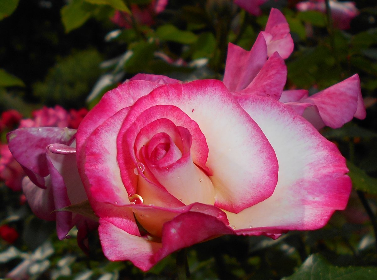 Роза плетистая Хэндел