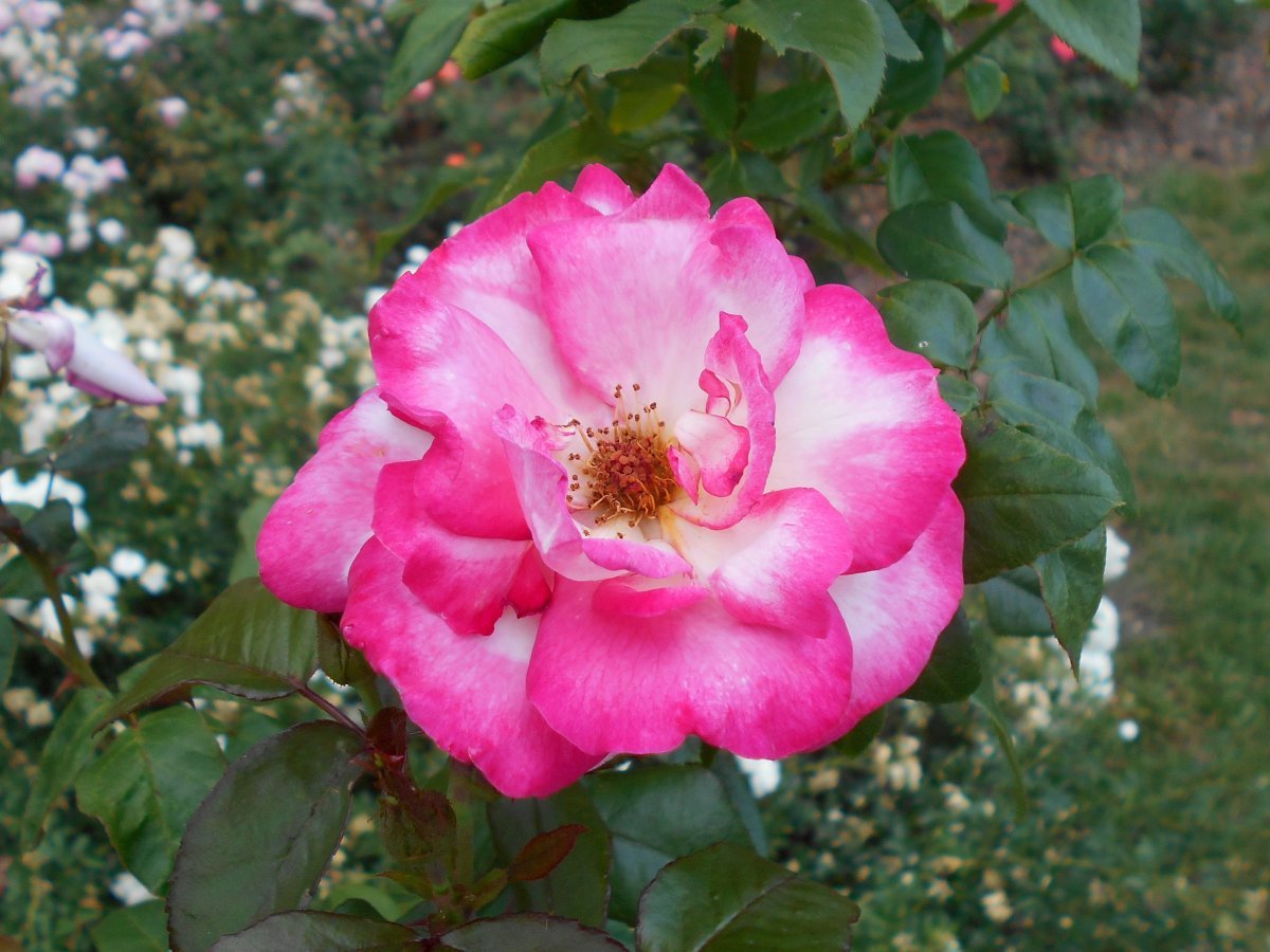 Роза плетистая Хэндел - фото 11