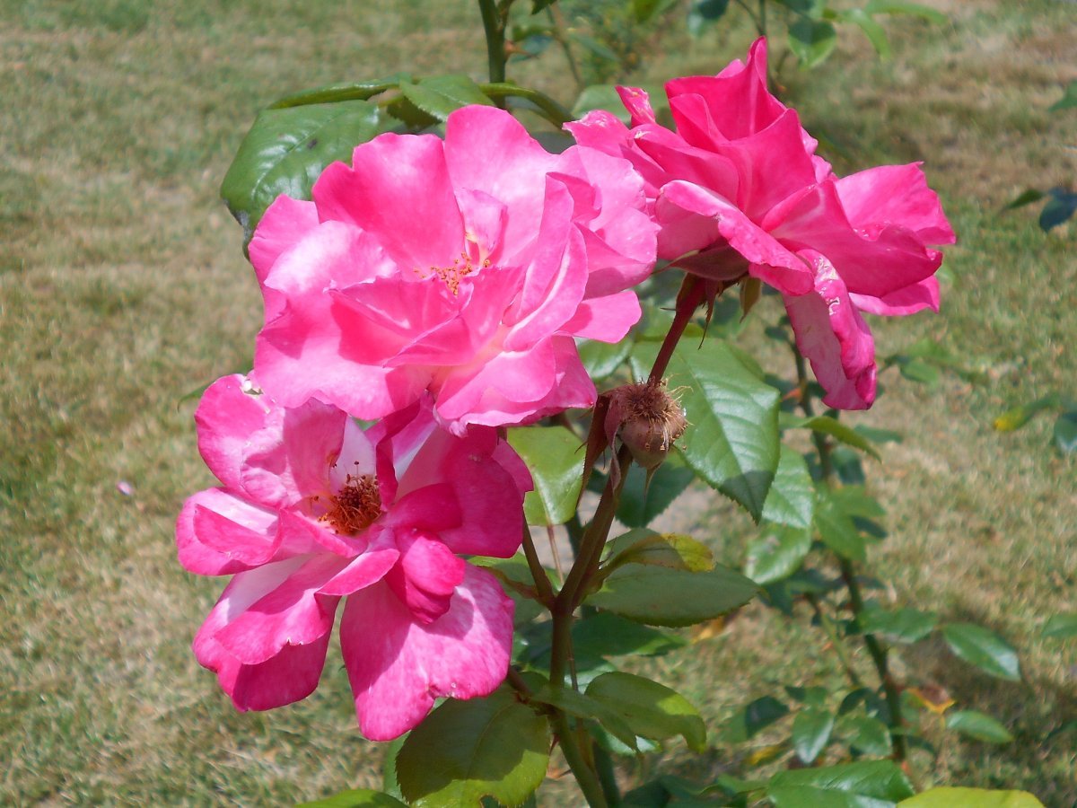 Роза плетистая Хэндел - фото 7