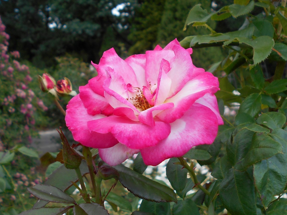 Роза плетистая Хэндел - фото 10