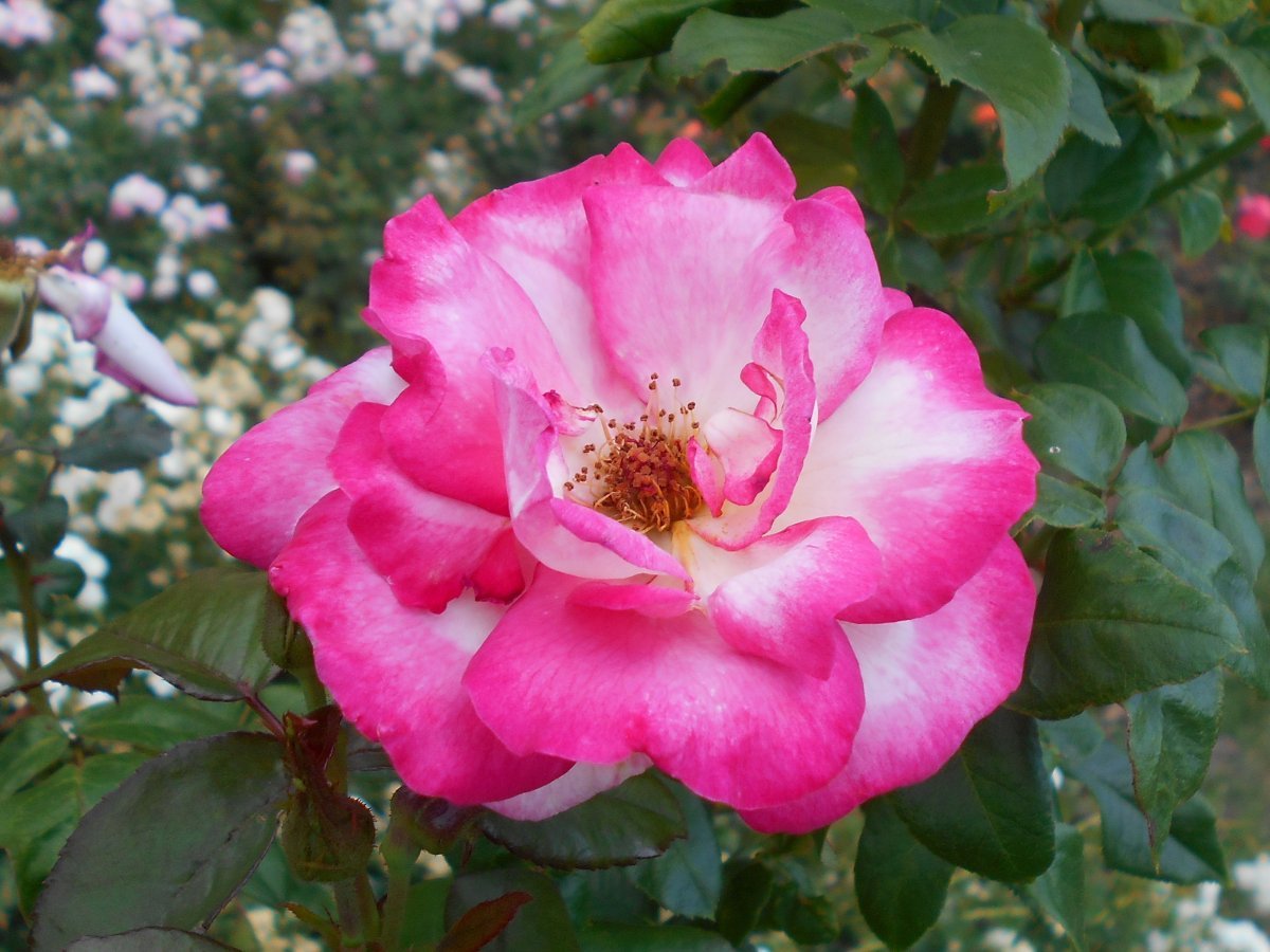 Роза плетистая Хэндел - фото 9