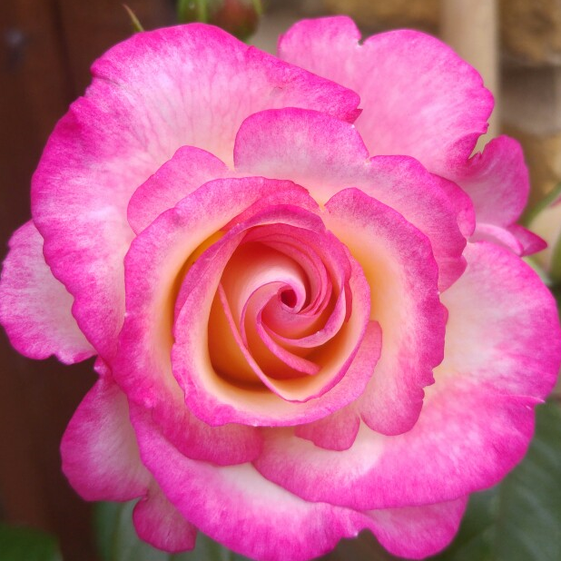 Роза плетистая Хэндел