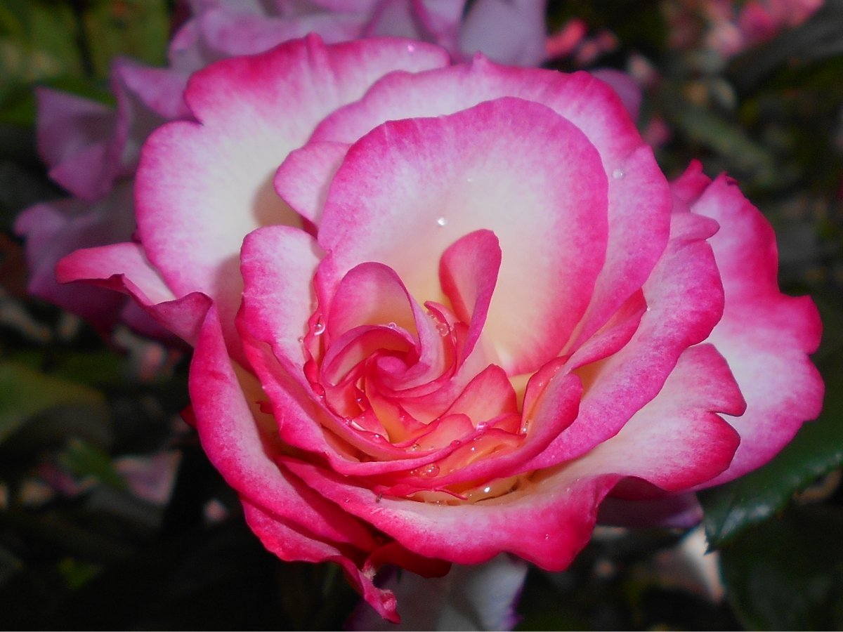 Роза плетистая Хэндел - фото 5