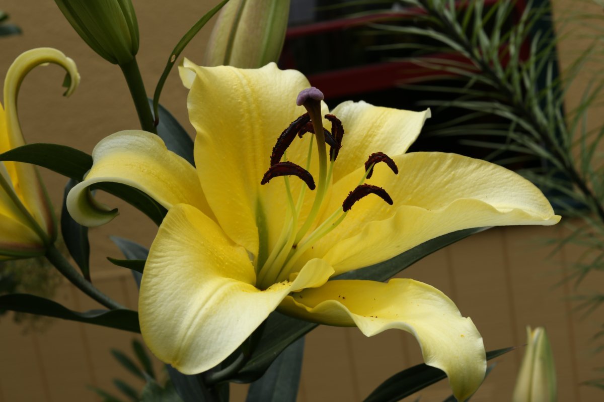 Лилия Голден Сплендор трубчатая желтая - фото 4