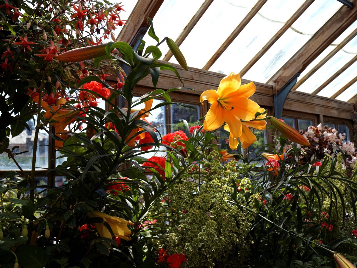 Лилия Голден Сплендор трубчатая желтая