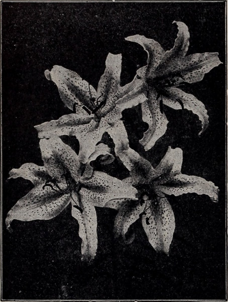 Лилия Генри видовая