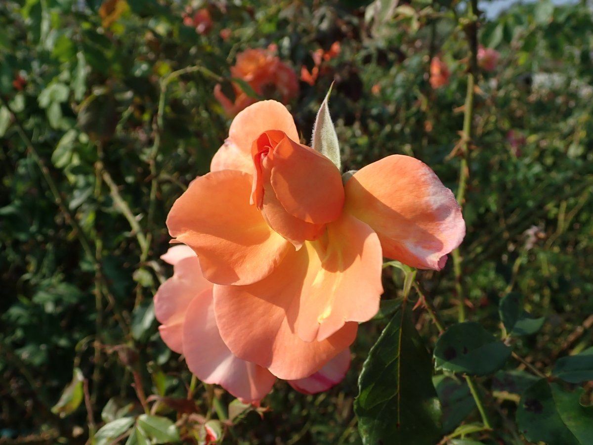 Роза парковая Вестерленд - фото 10