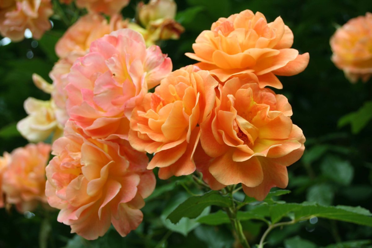 Роза парковая Вестерленд - фото 4