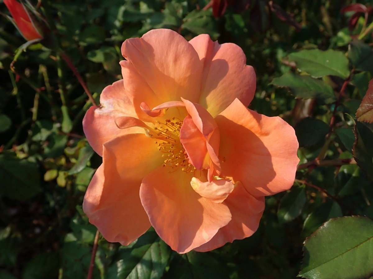 Роза парковая Вестерленд - фото 8