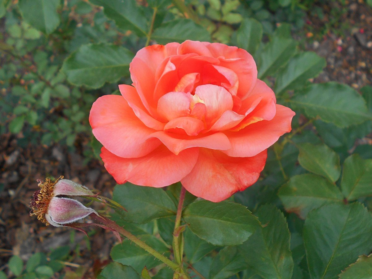 Роза парковая Вестерленд - фото 7