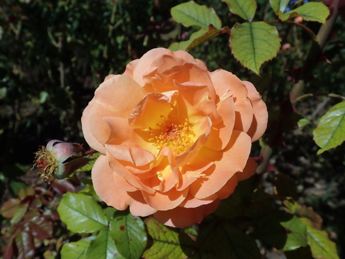 Роза парковая Вестерленд - фото 11