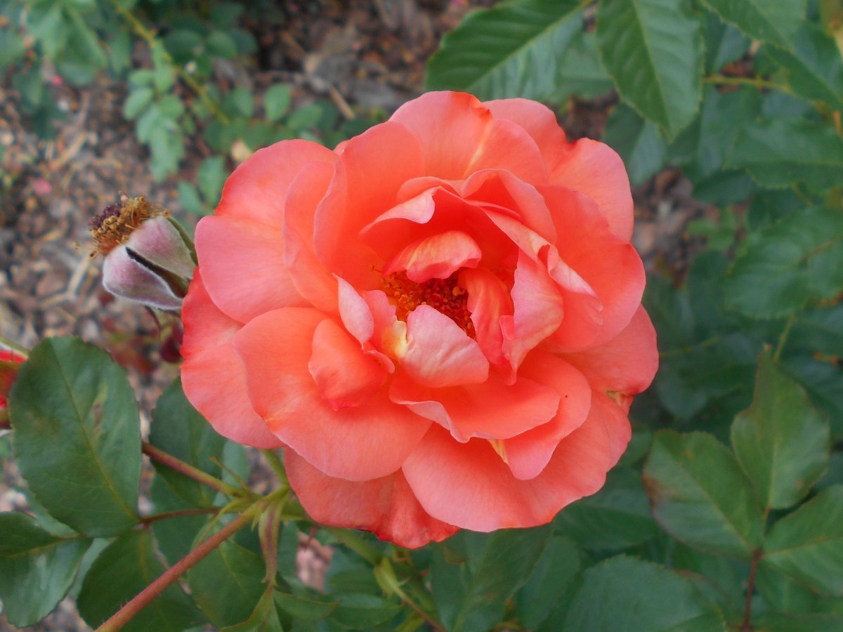 Роза парковая Вестерленд - фото 6