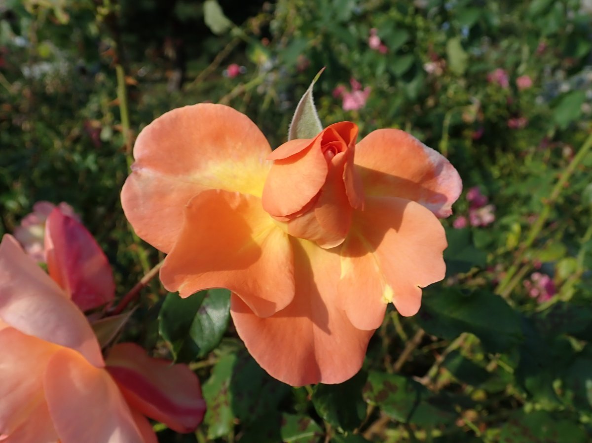 Роза парковая Вестерленд - фото 9