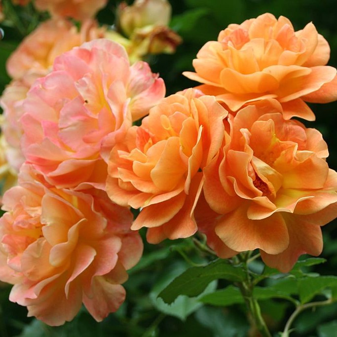 Роза парковая Вестерленд