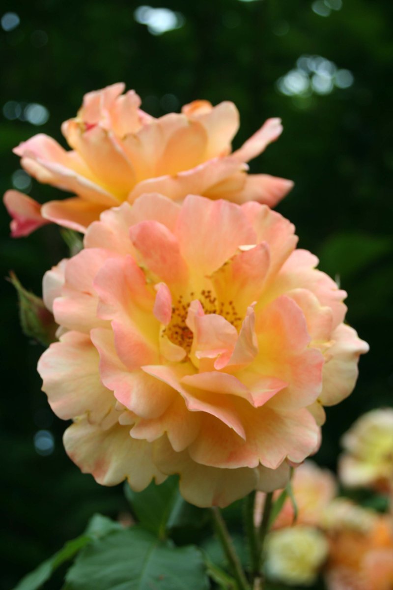 Роза парковая Вестерленд - фото 5