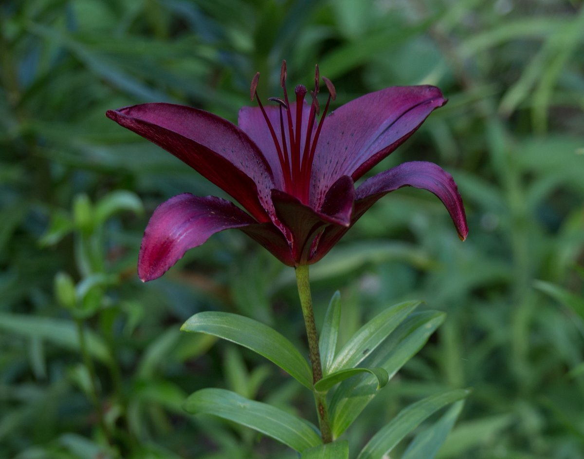 Лилия Мапира азиатская - фото 2