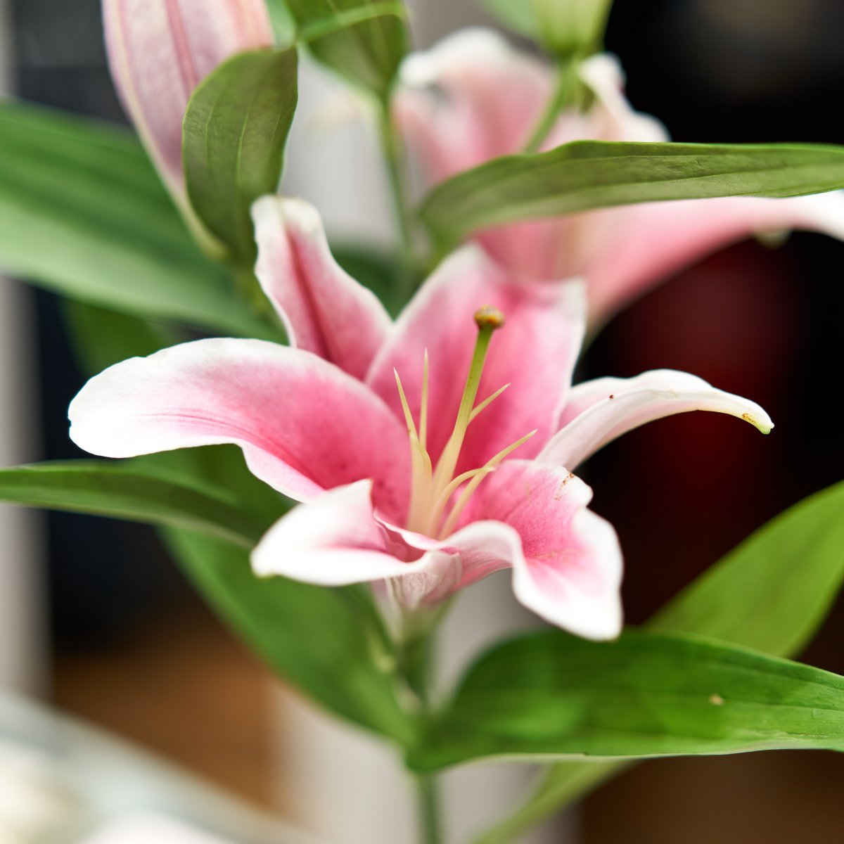 Лилия Марлон восточная - фото 2