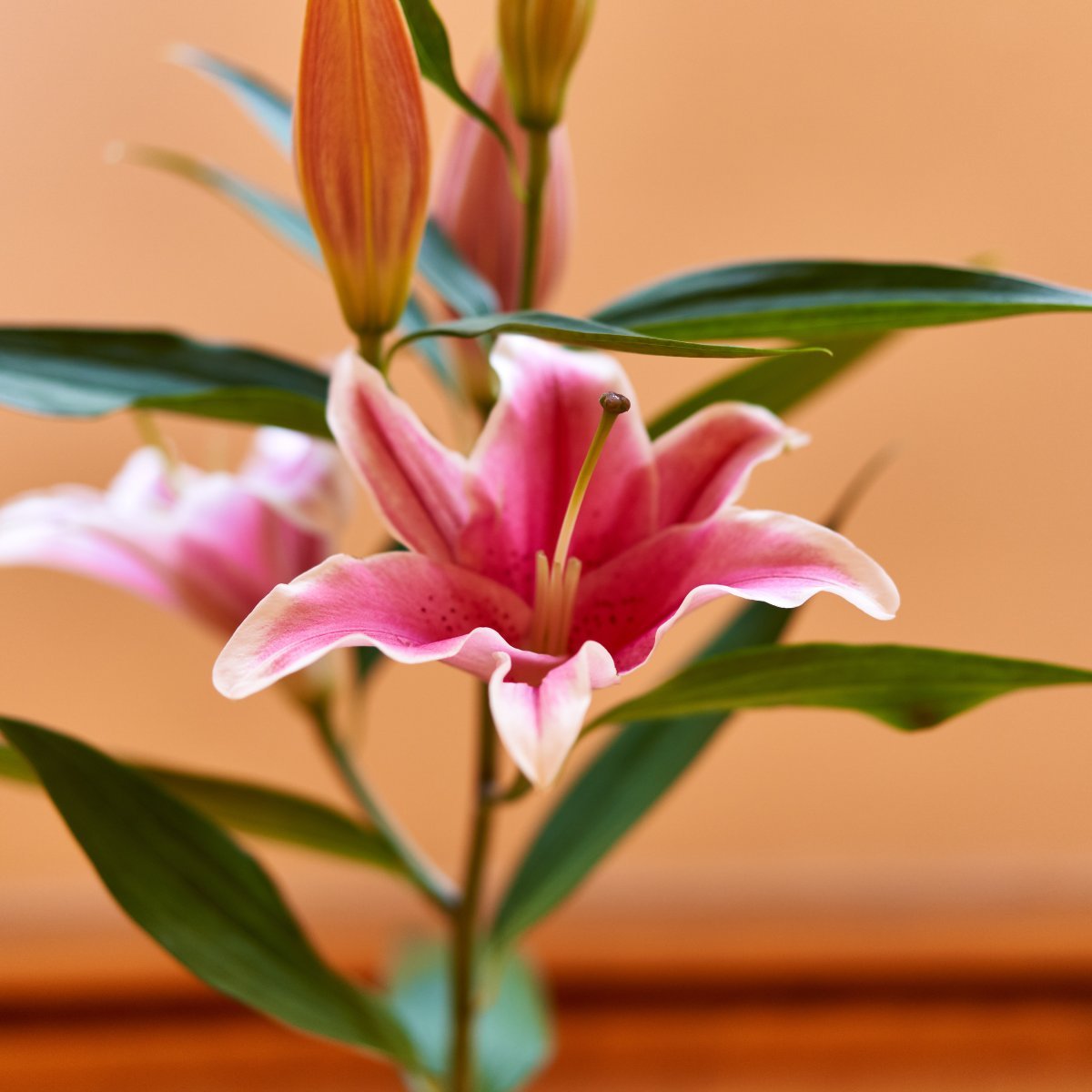 Лилия Марлон восточная