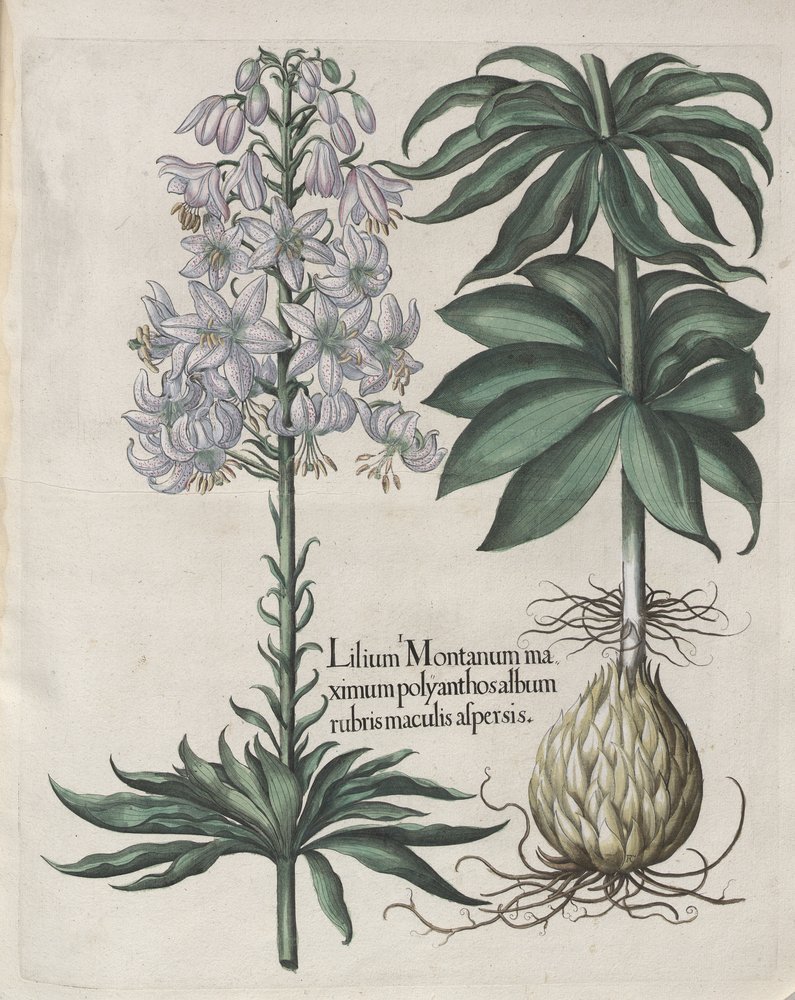 Лилия Мартагон Альбум кудреватая - фото 3