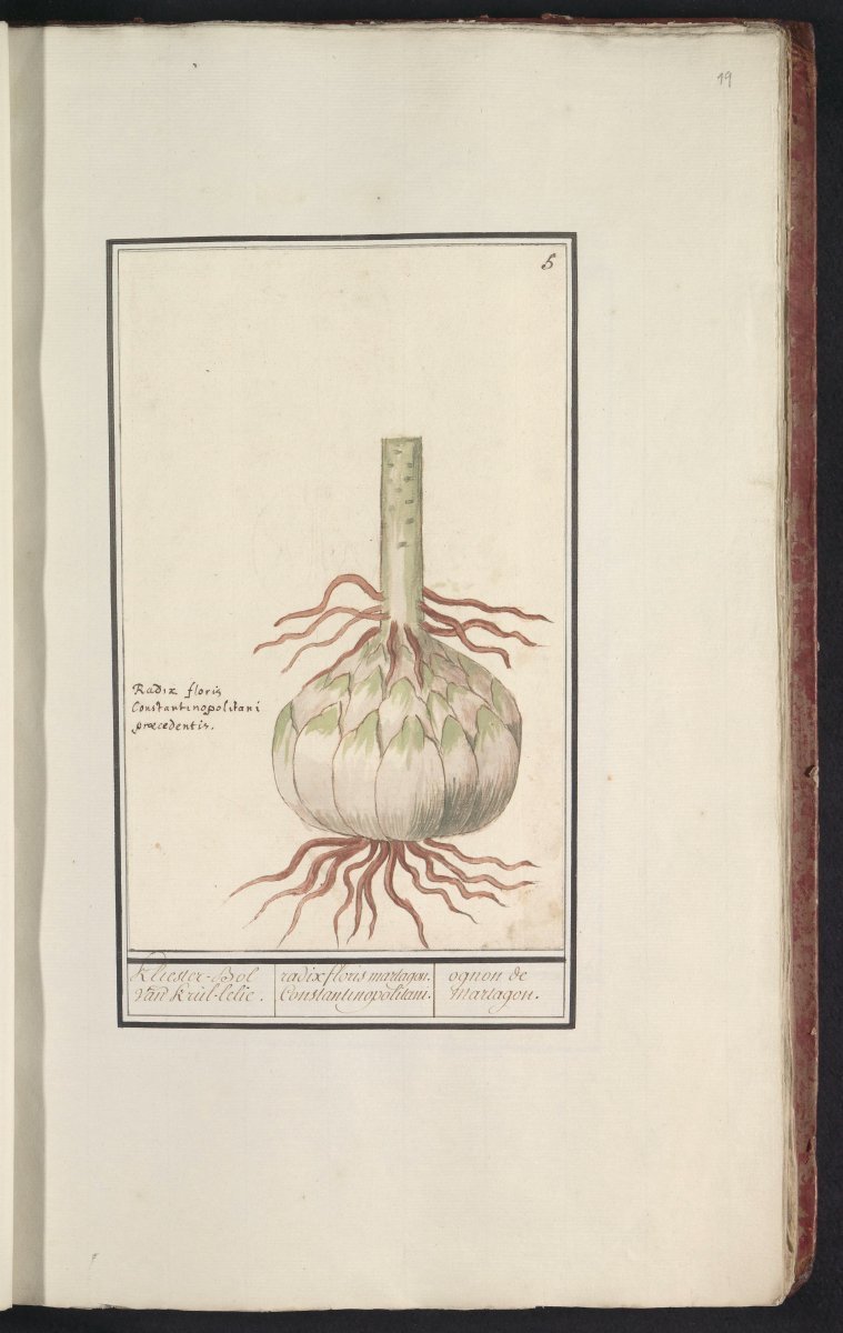 Лилия Мартагон Альбум кудреватая