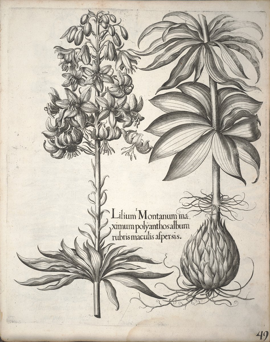 Лилия Мартагон Альбум кудреватая - фото 4