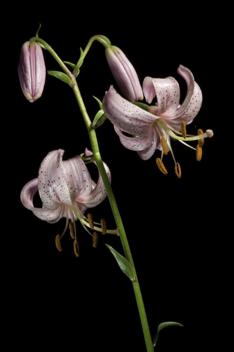 Лилия Мартагон Альбум кудреватая - фото 8