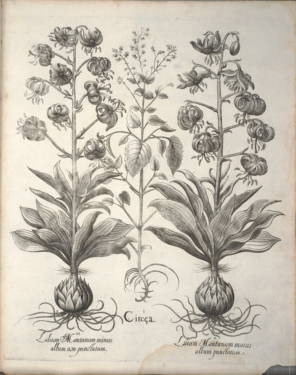 Лилия Мартагон Альбум кудреватая - фото 5