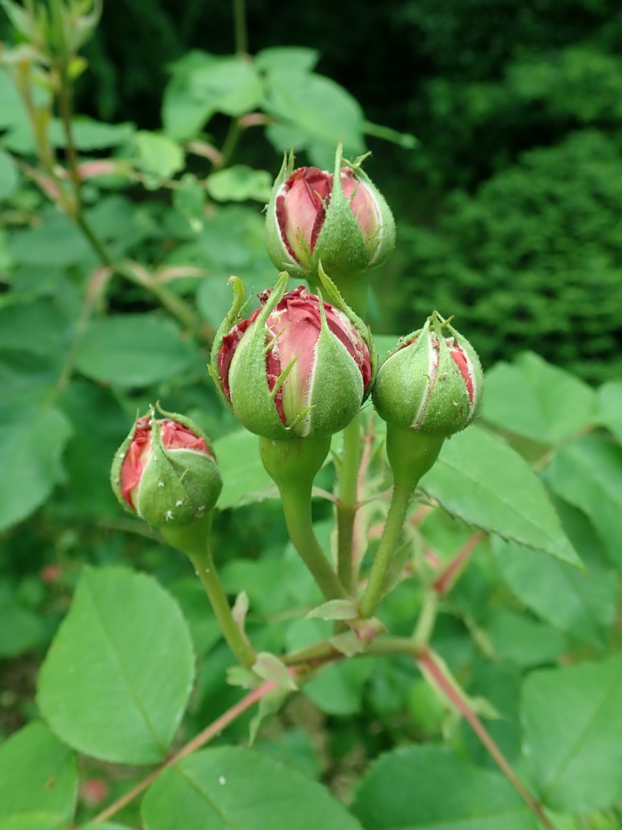 Роза парковая Луи Одье - фото 11