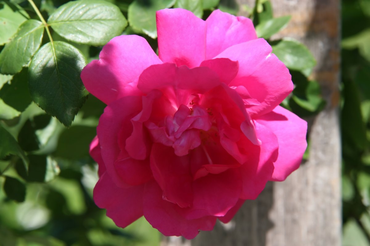 Роза парковая Луи Одье - фото 6