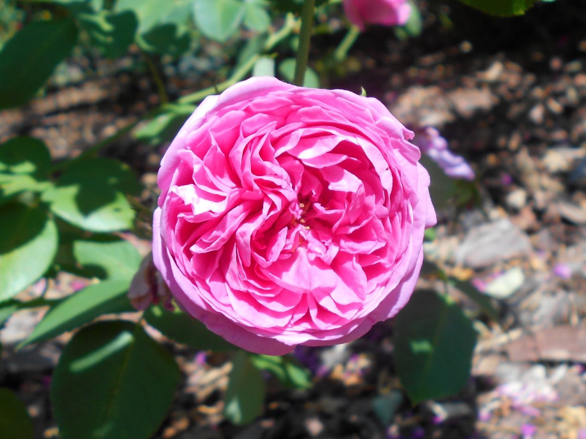 Роза парковая Луи Одье - фото 9